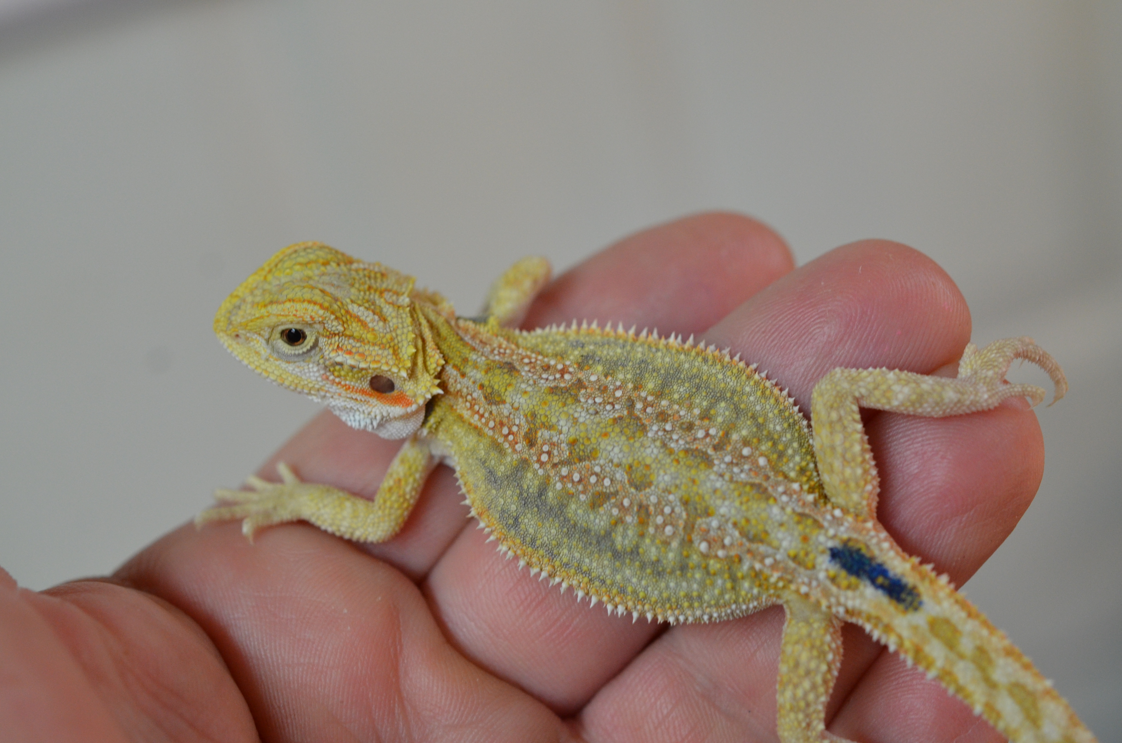 Bearded Dragons For Sale Carolina Classic Dragons