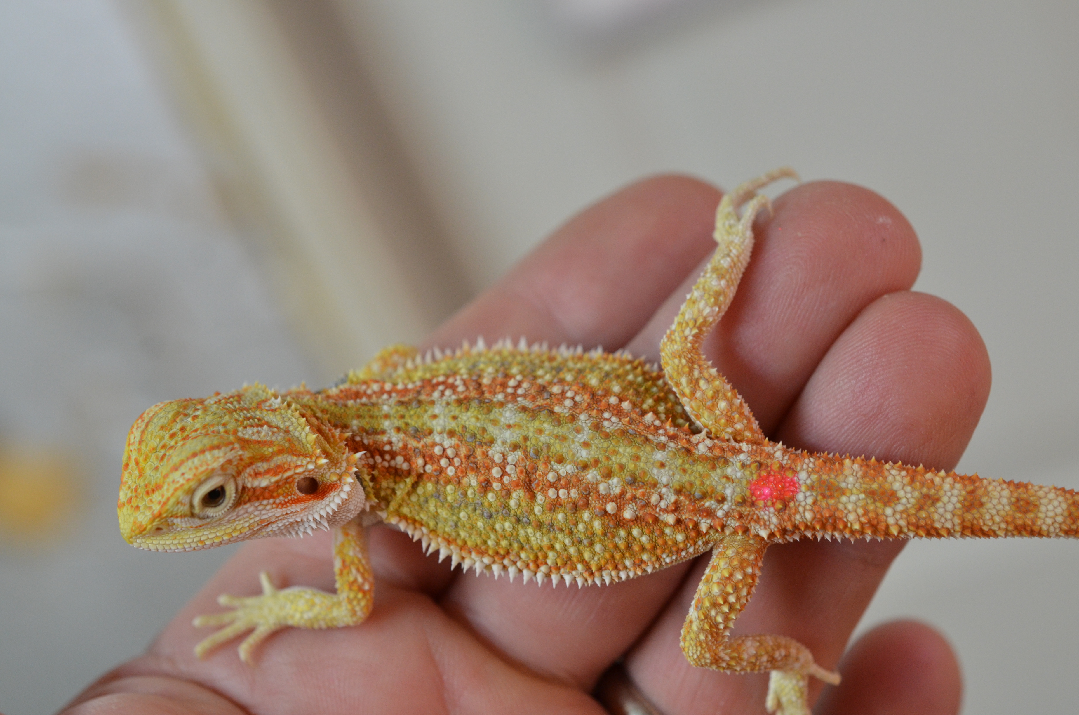 available-beardies-carolina-classic-dragons