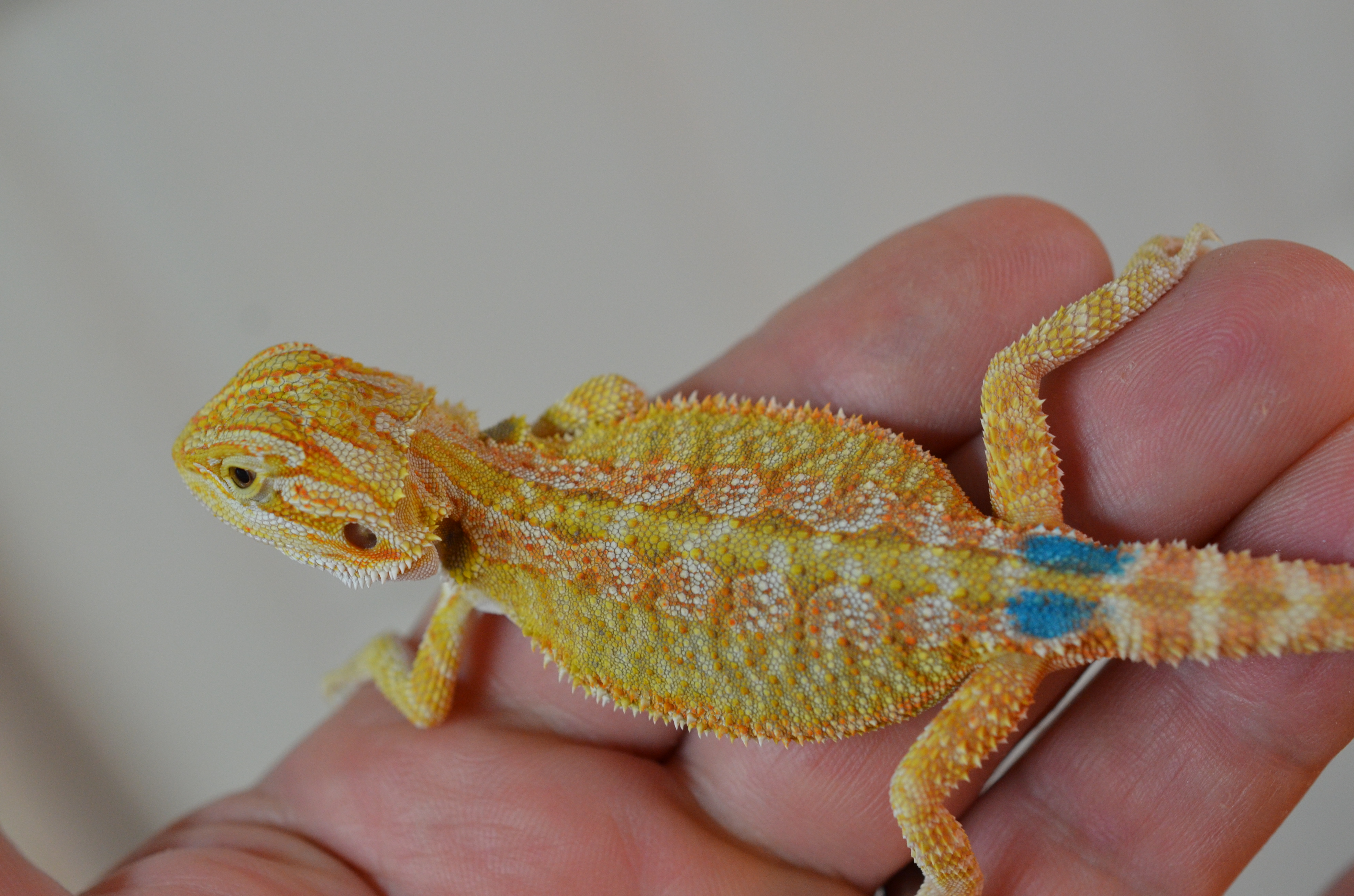 Bearded Dragons For Sale Carolina Classic Dragons