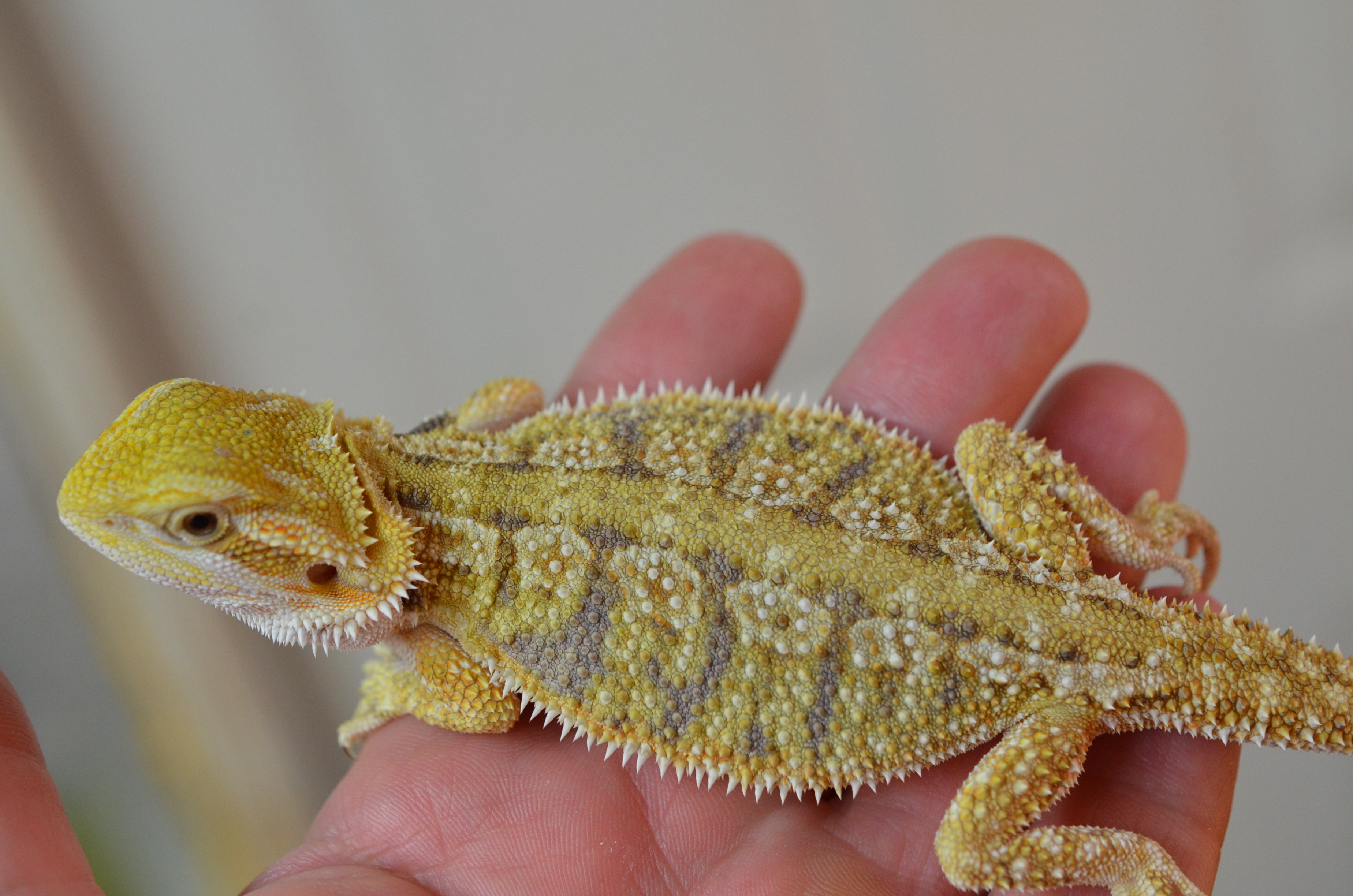 purple-paradox-dachiu-bearded-dragons