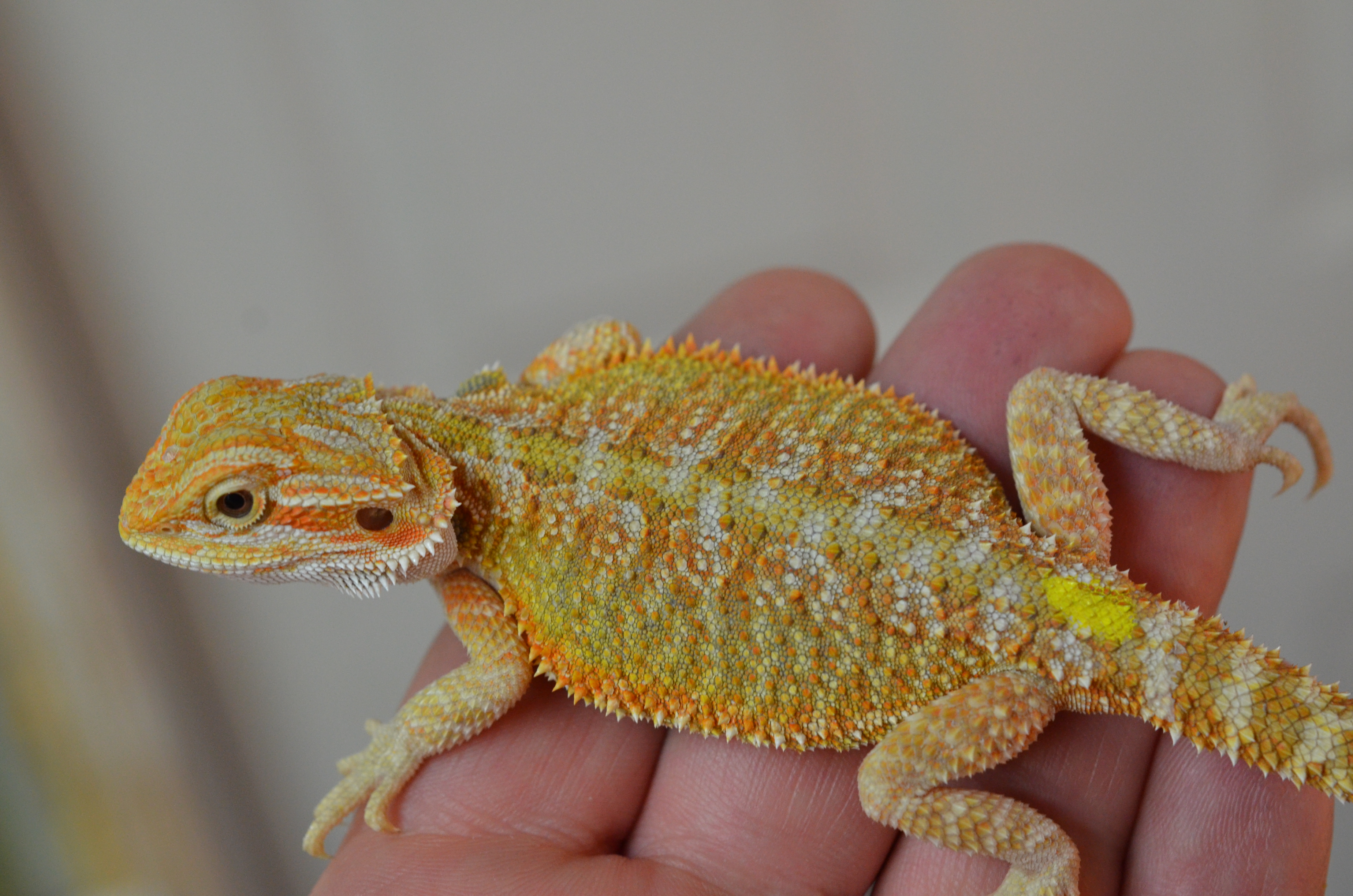 Best bearded dragon breeders 